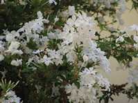 Plumbago auriculata  cv. Alba /  