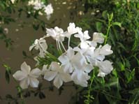 Plumbago auriculata  cv. Alba /  