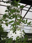 Stephanotis floribunda /  