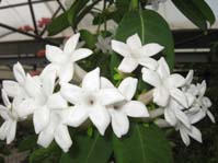 Stephanotis floribunda /  