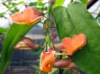 Thunbergia coccinea /  