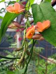 Thunbergia coccinea /  