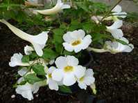 Thunbergia alata cv. Alba   cv. Alba