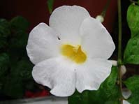 Thunbergia alata cv. Alba   cv. Alba