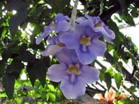 Thunbergia grandiflora cv.  