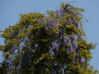 Wisteria floribunda / ,  