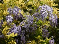 Wisteria floribunda / ,  