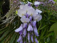 Wisteria floribunda / ,  