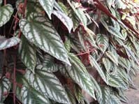 Cissus discolor /  