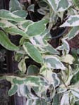 Ficus radicans f. variegata /   f. variegata
