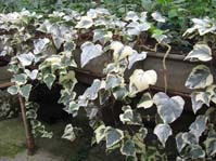 Hedera canariensis cv. Glorie de Marengo /   cv. Glorie de Marengo