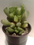 Adromischus alveolatus