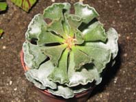 Adromischus cristatus