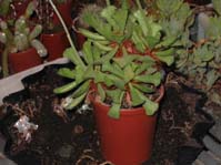 Adromischus poellnitzianus