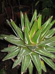 Agave_victoria-reginae