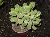 Cotyledon tomentosa