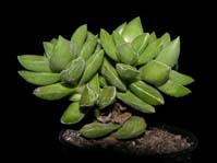 Crassula cv. Sping Time