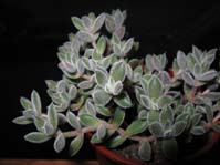 Crassula  ernestii