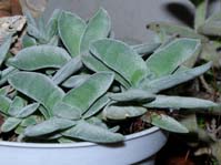 Crassula falcata