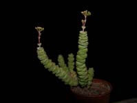 Crassula marnieriana