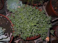 Crassula mesembrianthemoides