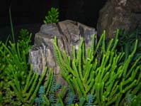 Crassula pseudolycopodioides