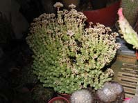 Crassula rupestris