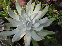 Dudleya brittonii