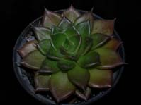 Echeveria agavoides