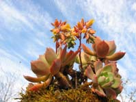 Echeveria Derenbergii