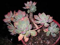 Echeveria Derenbergii