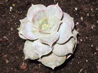 Echeveria hybr. Derenbergii X Laui