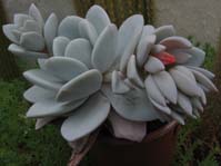 Echeveria Laui