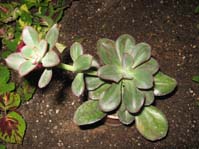 Echeveria nodulosa