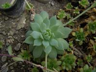 Echeveria prolifera