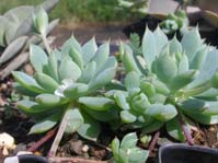 Echeveria prolifera