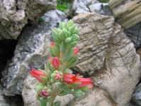 Echeveria hybr. pulvinata X Laui