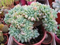 Echeveria secunda f. crist.