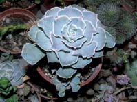 Echeveria Saviana