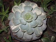 Echeveria Saviana