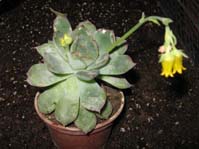 Echeveria ssp.