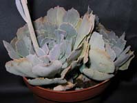 Echeveria hybr. subrigida X shaviana