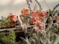 Echeveria zahnii cv. Topsy-Turvy