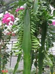 Euphorbia trigona