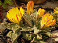 Faucaria tuberculosa