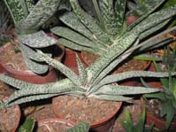 Gasteria verrucosa