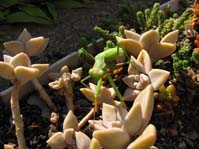 Graptopetalum paraguayense