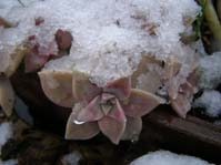 Graptopetalum paraguayense