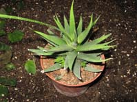 Haworthia attenuata