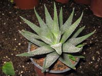 Haworthia attenuata